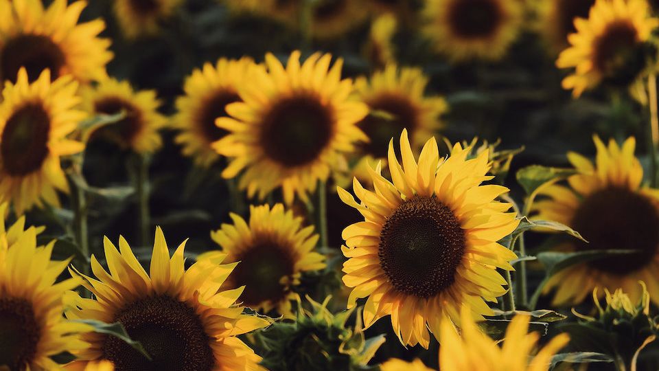 Sunflower 5K for Ukraine