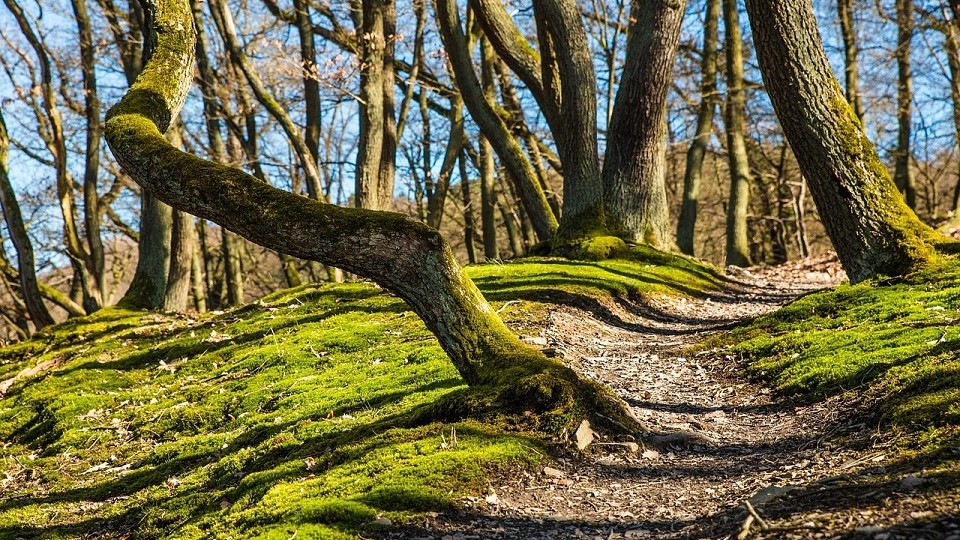 Forest Trail image via Pixabay