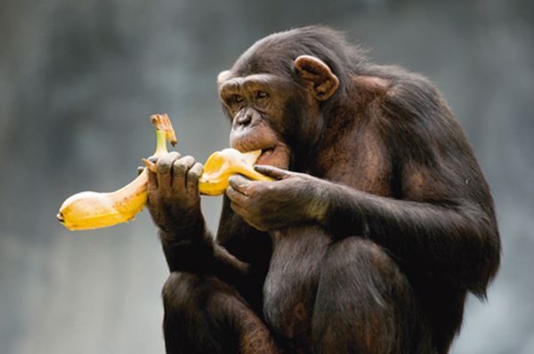 monkey eating a banana